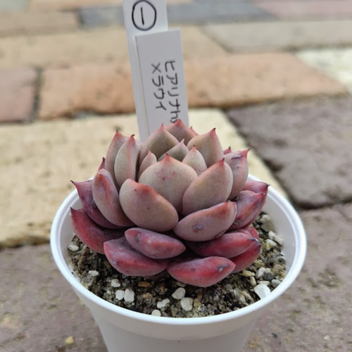 ヒアリナ×ラウイ 実生苗 多肉植物 エケベリア 楽天市場】多肉植物 skエケベリア ラウイ×ヒアリナ 多肉植物