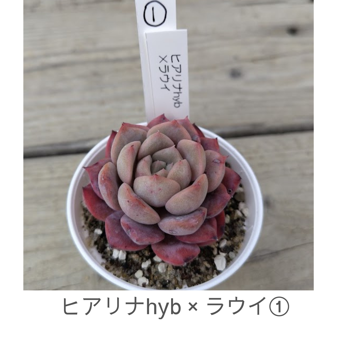 エケベリア ヒアリナ×ラウイ 多肉植物 実生苗