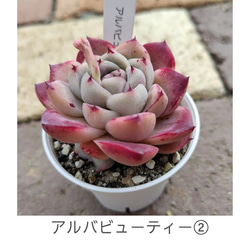 トロムソ】エケベリア トロムソ 韓国苗 多肉植物 多肉 多肉植物 emily