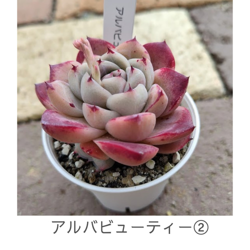 アルバビューティー