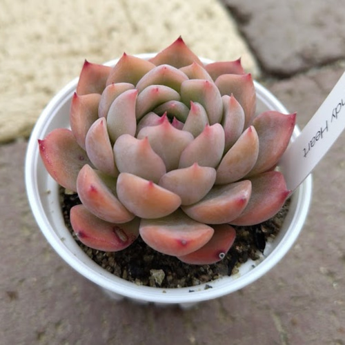 Candy Heart】エケベリア キャンディハート 韓国苗 多肉植物 多肉 多肉