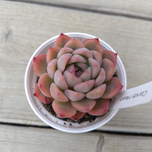 Candy Heart】エケベリア キャンディハート 韓国苗 多肉植物 多肉 多肉