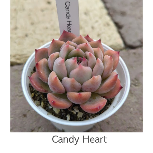 Candy Heart】エケベリア キャンディハート 韓国苗 多肉植物 多肉 多肉