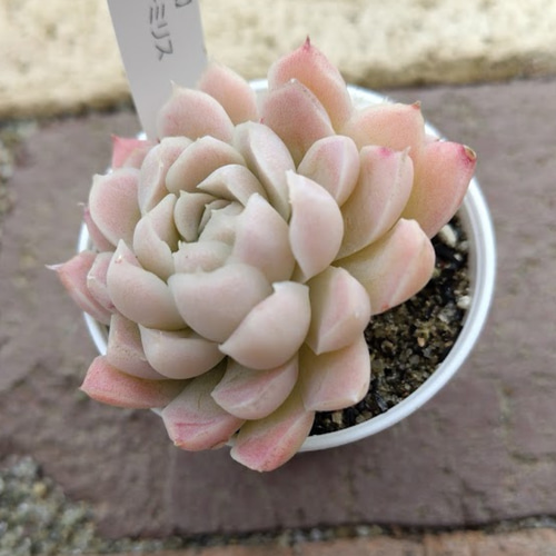 多肉☆ヒューミリス・微根 多肉植物 グロブローサxヒューミリス 10頭 特大群生 るる農園 : るる