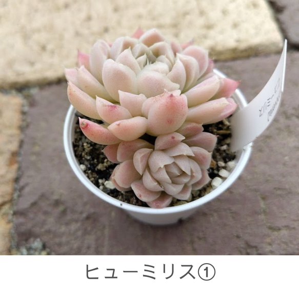 ヒューミリス①】エケベリア ヒューミリス 韓国苗 多肉植物 多肉 多肉
