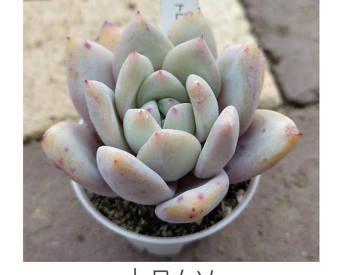 ac8649b95367a8aaa31f32f59f586d