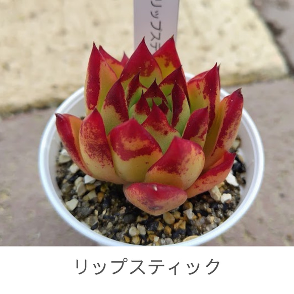 リップスティック】エケベリア リップスティック 韓国苗 多肉植物 多肉