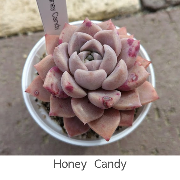 エケベリア　韓国苗　超特大　メリディアン　多肉植物　ポコ多肉 Honey Candy】エケベリア ハニーキャンディ 韓国苗 多肉植物 多肉 多肉