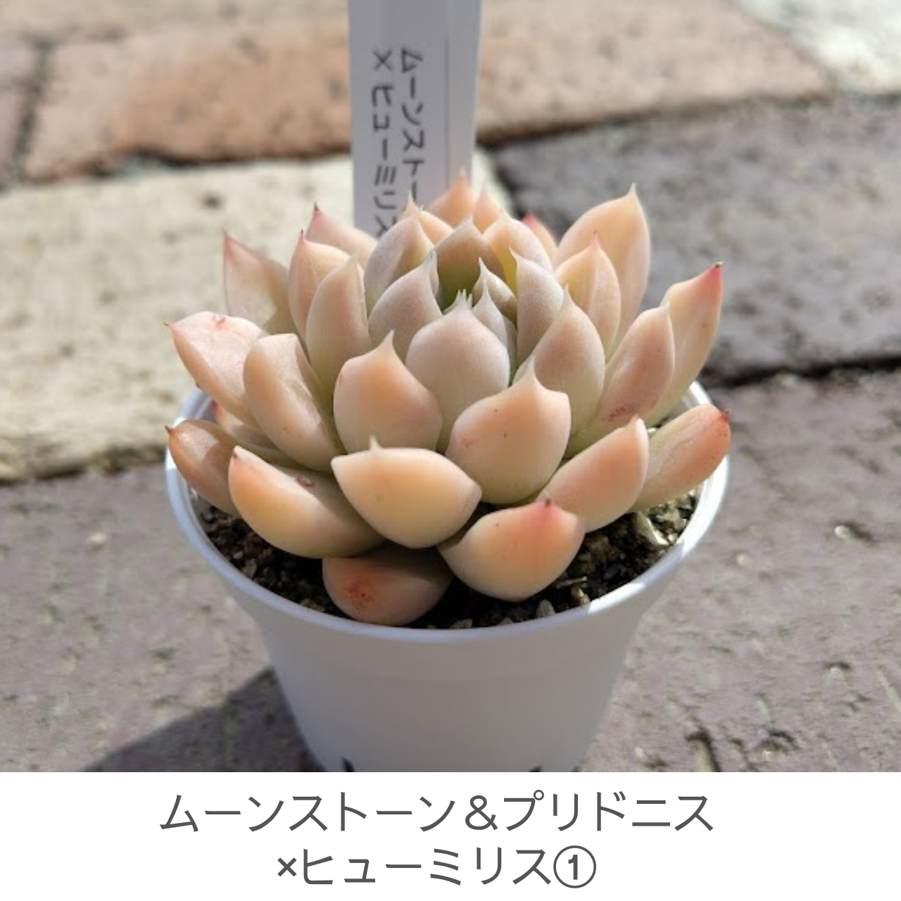 ⭐*〜様 ヒューミリス Z527×21株 抜き苗 多肉植物 エケベリア