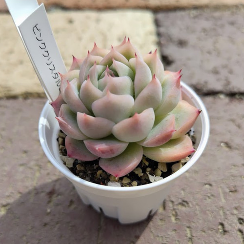 多肉植物　韓国苗　ピンククリスタルローズ　発根済み 韓国苗◇ピンククリスタルローズ (発根済)【エケベリア】多肉植物 多肉