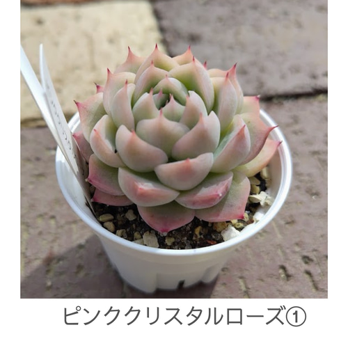 ピンククリスタルローズ①】エケベリア ピンククリスタルローズ 韓国苗