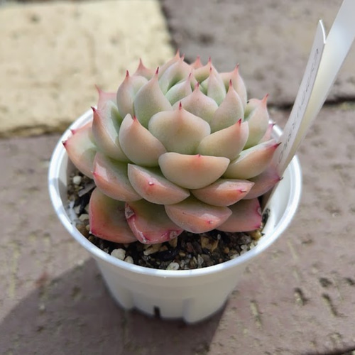 ピンククリスタルローズ①】エケベリア ピンククリスタルローズ 韓国苗