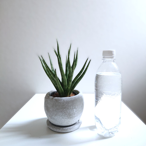 ○空気浄化植物○希少 ”サンスベリア トーチ ラウンドアッシュグレー鉢