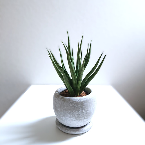 ○空気浄化植物○希少 ”サンスベリア トーチ ラウンドアッシュ