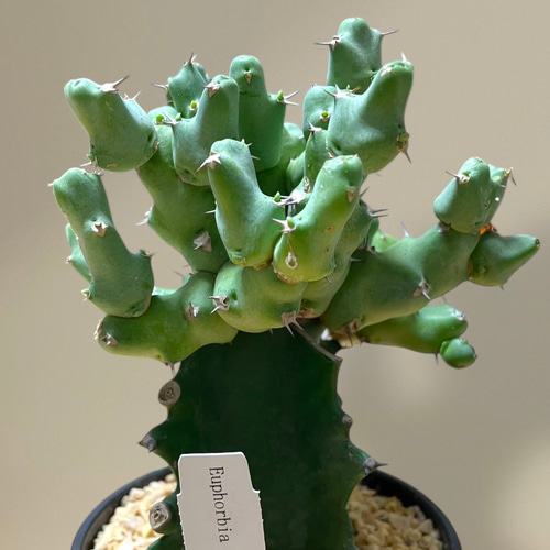 ユーフォルビアクリビコラ (Euphorbia Clivicola) 多肉植物