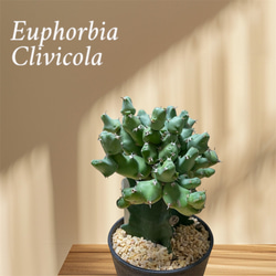 【一点モノ／現地風演出】Euphorbia clivicola 鉢付き発送 4818db589ef9ec452d9ff534afa1ea