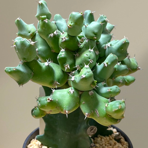 ユーフォルビアクリビコラ (Euphorbia Clivicola) 多肉植物