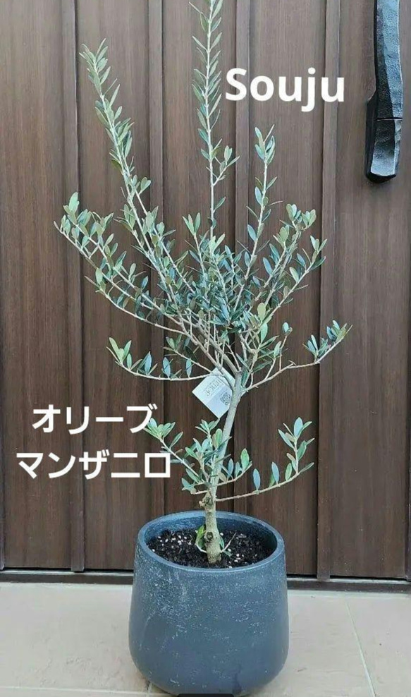 【人気No.1】 souju シンボルツリー ブラック鉢植え マンザニロ オリーブ 創樹 常緑樹