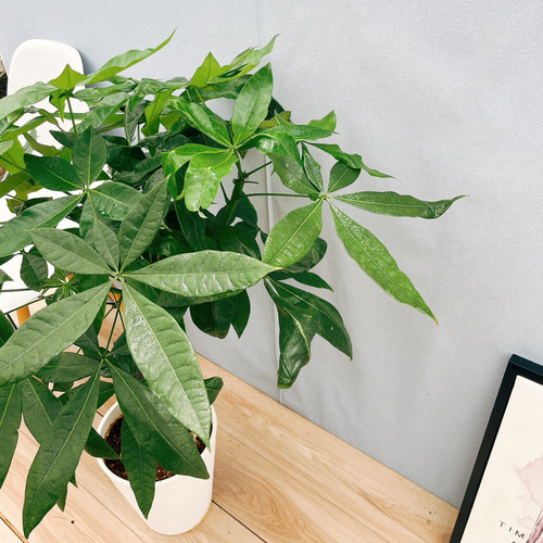 現品］25番 パキラ 編み込み 8号 観葉植物 おしゃれ 室内 ねじり