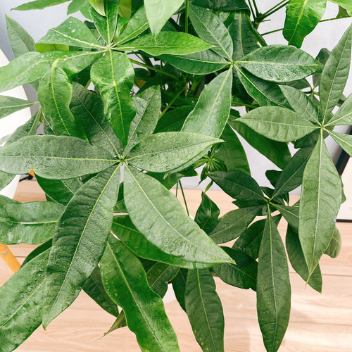 現品］25番 パキラ 編み込み 8号 観葉植物 おしゃれ 室内 ねじり