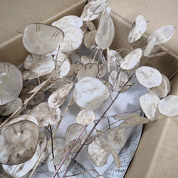 帝王貝細工 30個 」のドライフラワー リース 、ハーバリウムなど 花材