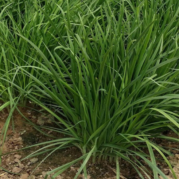  第2張的照片