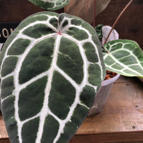 アンスリウム ミシェル♡ Anthurium Michelle by Docblock