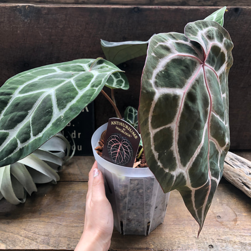 アンスリウム ミシェル♡ Anthurium Michelle by Docblock