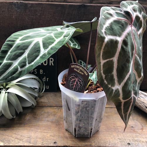 国内発送 Anthurium ミシェル♡ アンスリウム Michelle Docblock by その他観葉植物
