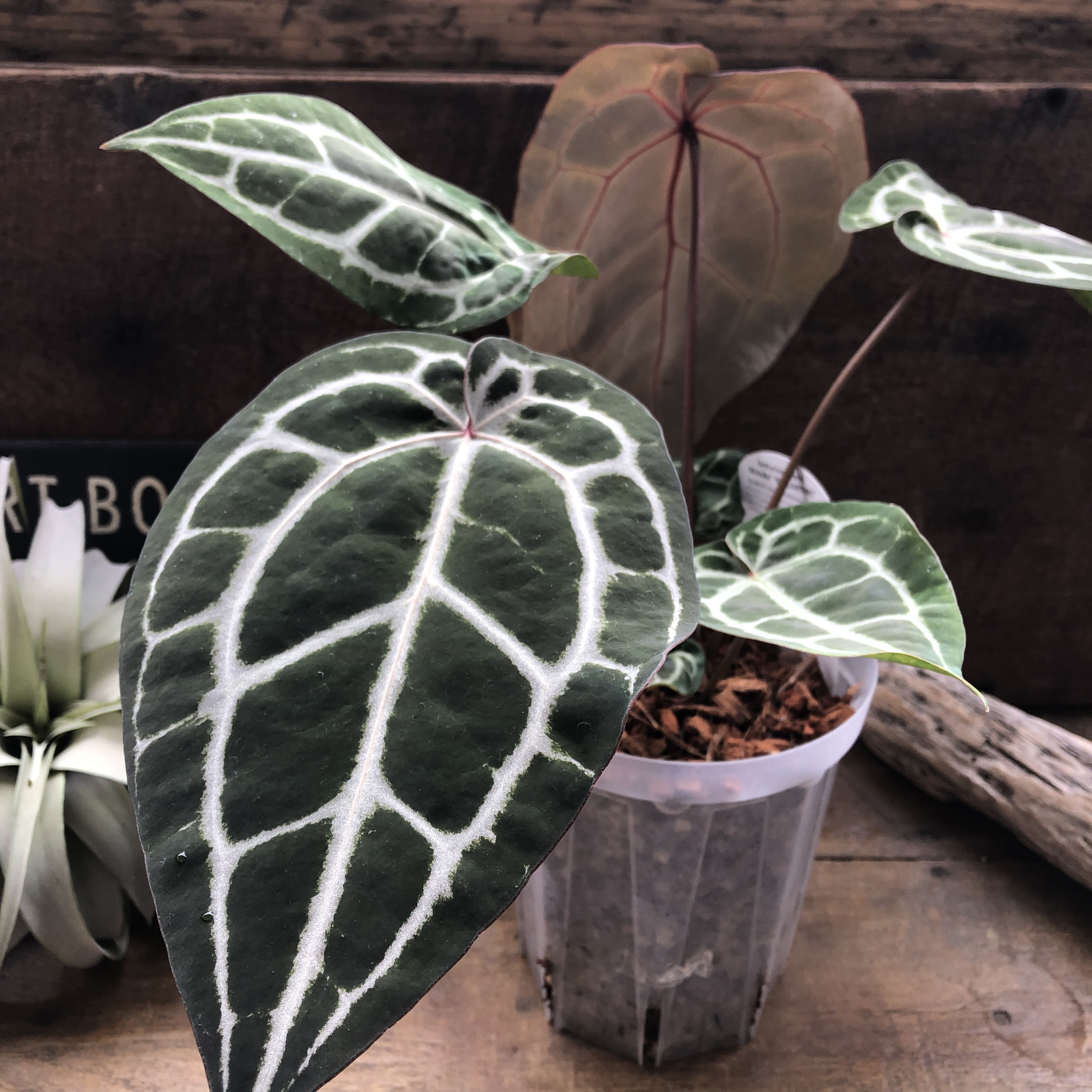 アンスリウム　ミシェル♡ Anthurium Michelle by Docblock♡アンスリウム