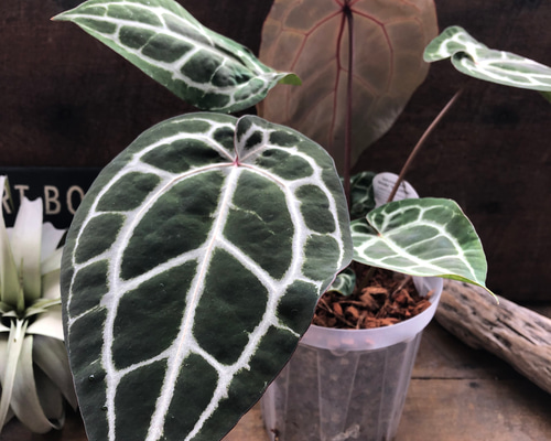 ⭐︎アンスリウム　ミシェル　(DOCBLOcK) 52f4a9ed2b0c59d8ed00948f13c51d