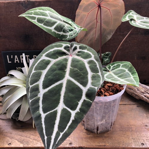アンスリウム ミシェル ミッシェル 　Anthurium 'Michelle' アンスリウム ミシェル♡ Anthurium Michelle by Docblock