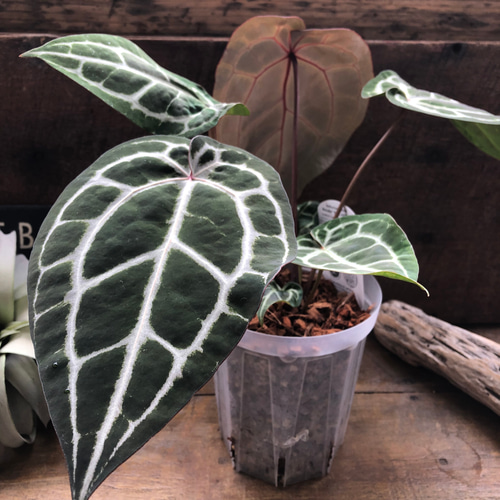 アンスリウム ミシェル♡ Anthurium Michelle by Docblock