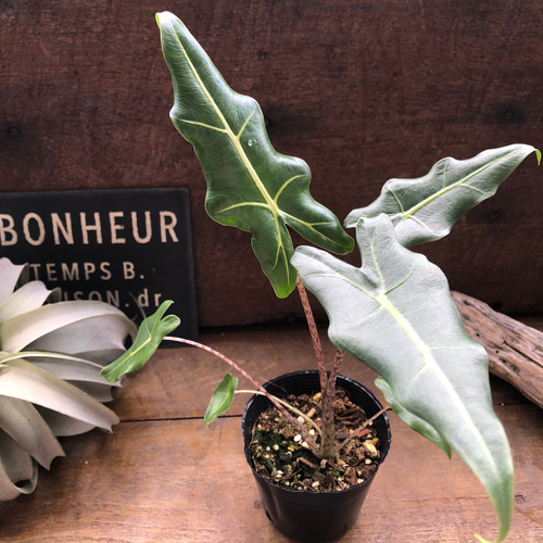 希少♡サリアン♡アロカシア♡観葉植物♡インテリア アート