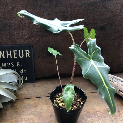 ★希少★ アロカシア　サリアン　斑入り 鉢のまま発送 ☆希少☆ アロカシア サリアン 斑入り 鉢のまま発送 ☆希少