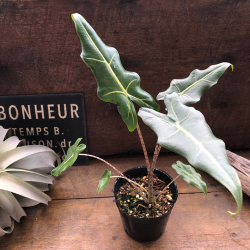アロカシア サリアン アルボ 斑入り Alocasia Sarian var. Secret Bazaar | _ 『 アロカシア・シンポ 斑入り 』 Alocasia
