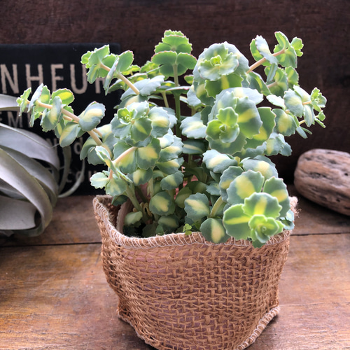希少♡斑入りミセバヤ♡多肉植物♡セダム♡インテリア♡ガーデニング