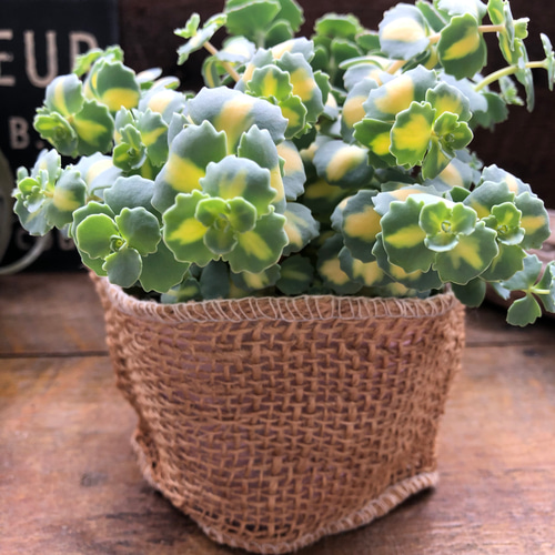 ✡斑入りミセバヤ カット苗 多肉植物 希少♡斑入りミセバヤ♡多肉植物♡セダム♡インテリア♡ガーデニング