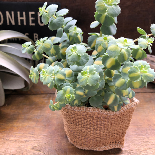 希少♡斑入りミセバヤ♡多肉植物♡セダム♡インテリア♡ガーデニング