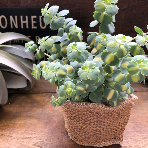 期間限定☆斑入りミセバヤ カット苗 多肉植物 【公式通販】