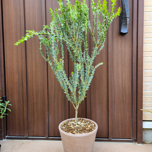 サンカクバアカシア　三角葉アカシア　テラコッタ鉢植え　苗ミモザ　ウェルカムツリー サンカクバアカシア 三角葉アカシア テラコッタ鉢植え 苗 ドライ