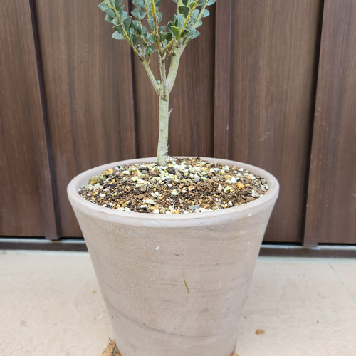 サンカクバアカシア 三角葉アカシア テラコッタ鉢植え 苗 ドライ