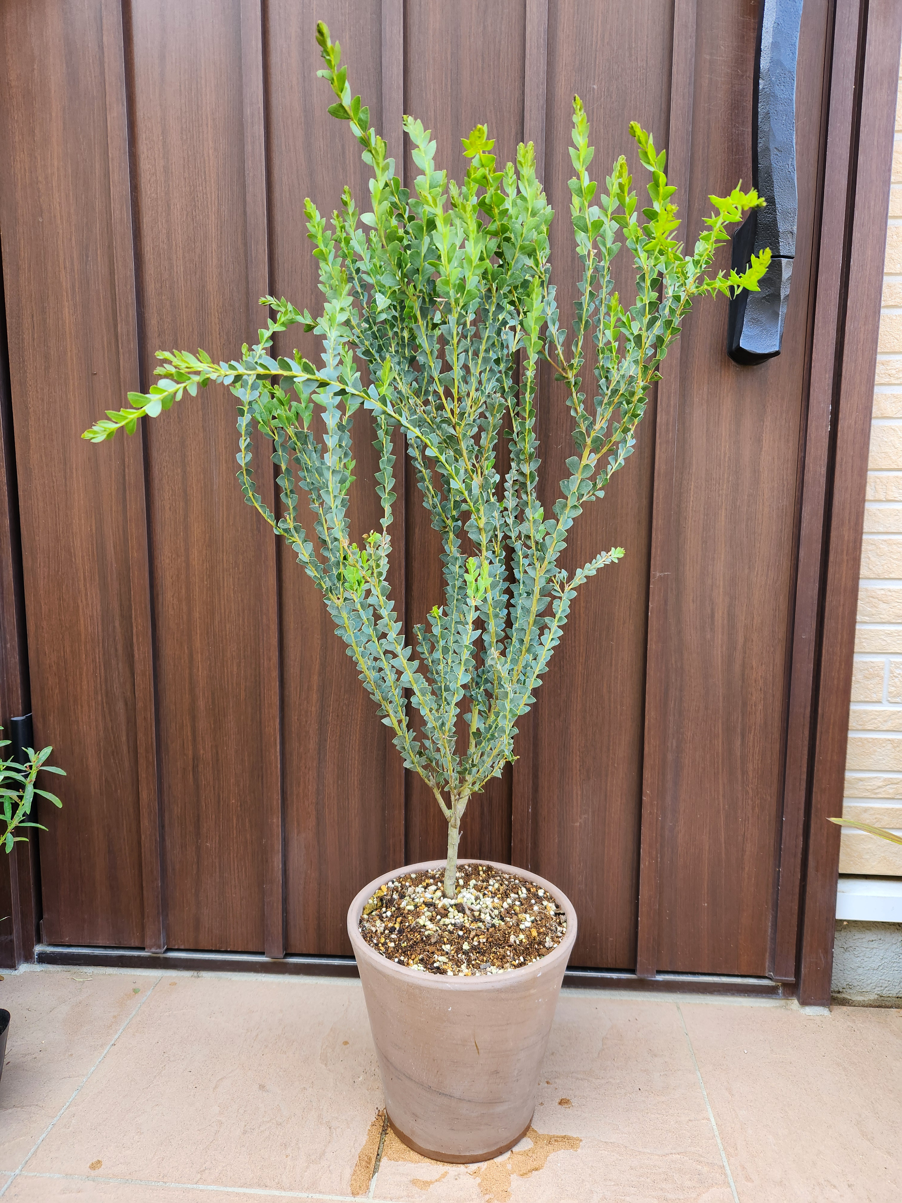 サンカクバアカシア 三角葉アカシア テラコッタ鉢植え 苗ミモザ