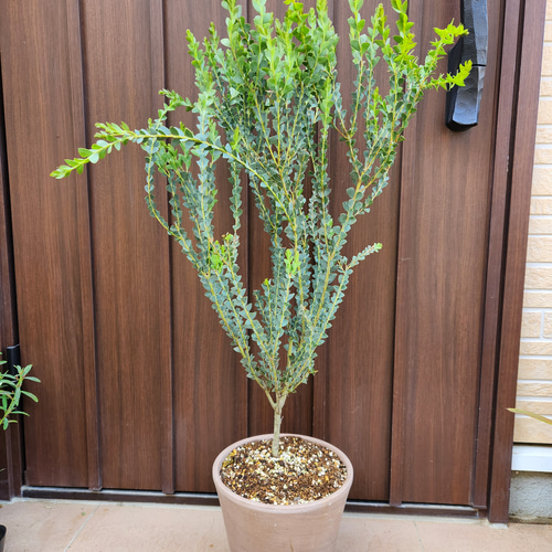 最新作の サンカクバアカシア ドライ 苗 テラコッタ鉢植え 三角葉アカシア 常緑樹