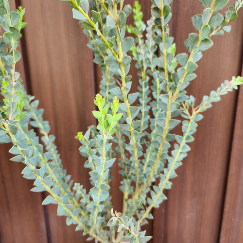 サンカクバアカシア 三角葉アカシア テラコッタ鉢植え 苗 ドライ