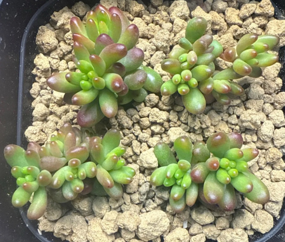 中型多肉植物 緑と赤のグラデーション*2 中型 多肉植物 緑と赤のグラデーション*2 紅葉が彩り鮮やかな