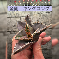 アガベ】金剛 キングコング 超良血統※同格送付 多肉植物 utahensis