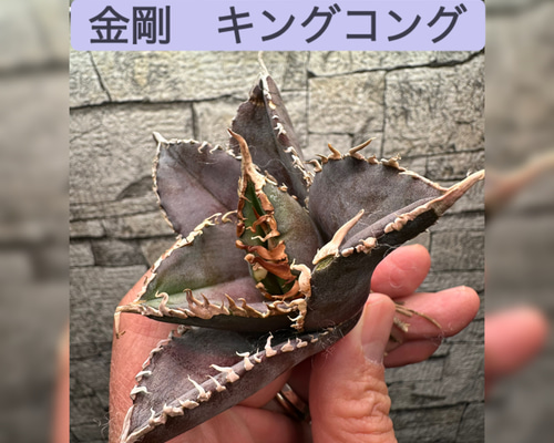 【希少種】アガベ金剛 キングコング (検悪魔くん 魔丸 ハデス 希少アガベ】金剛(キングコング) | Pay ID