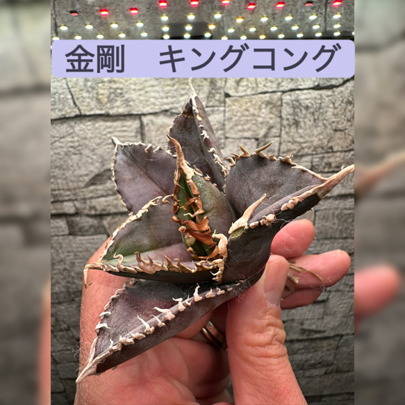 アガベ】金剛 キングコング 超良血統※同格送付 多肉植物 utahensis