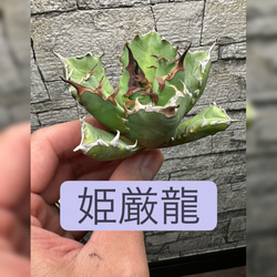 アガベ】SAD 強刺 ライムグリーンタイプ※同等品送付 多肉植物